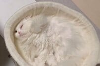 「寝てると思いきや…」ペット用ベッドで寝ている猫を見ると、まさかの表情に笑ってしまったの声