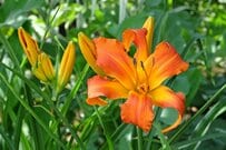 兵庫県の日なたの庭に「植えてよかった」植えっぱなしで真夏に花が咲く《夏に強い多年草》6選