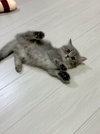 手のひらサイズだった子猫　現在との違いにホッコリする人続出
