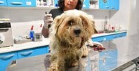 汚れて衰弱しきっていた出産直後の母犬が避妊手術を終え新しい家族のもとへ。感動の軌跡に反響