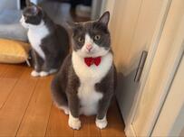 おなかに自信がある猫さんが話題　両手の間に目をやると…可愛い「タプタプ」にほっこり