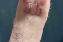 貴重な栄養素を補給できそうな写真に7000いいね　猫好きたちが大興奮