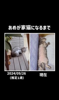 【野良だった猫さんが家猫になるまで】飼い主さんに甘える姿がとってもかわいい！