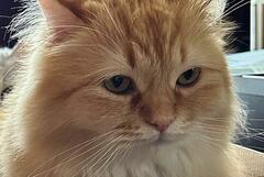 出勤前、猫に挨拶したら　まさかの対応に1.3万バズ「ご自由に」