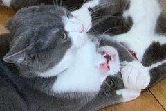 ついに開幕【猫達による熱い試合】かわいすぎる「ニャンプロ」でじゃれる姿が癒しと感動をくれる