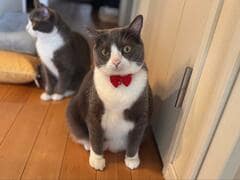 おなかに自信がある猫さんが話題　両手の間に目をやると…可愛い「タプタプ」にほっこり