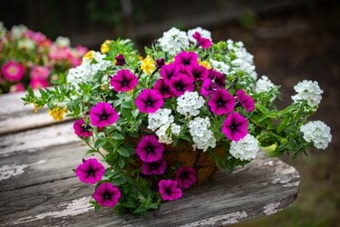 寄せ植えガーデニング】バーベナといっしょに寄せ植えしたい「相性の