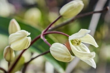 ガーデニング】冬の庭がときめく「ロマンティックな花」おすすめ7選