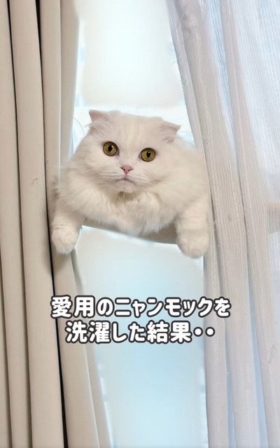 お気に入りのハンモックでくつろぐ猫のもっちぬちゃん