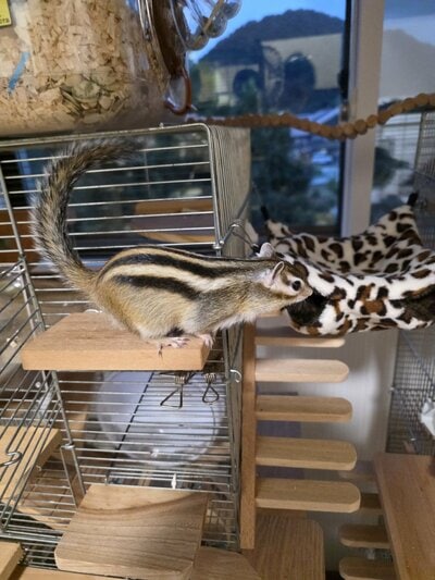 お城を楽しむシマリス