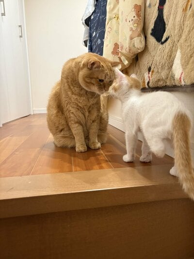 あいさつをするみゆくん