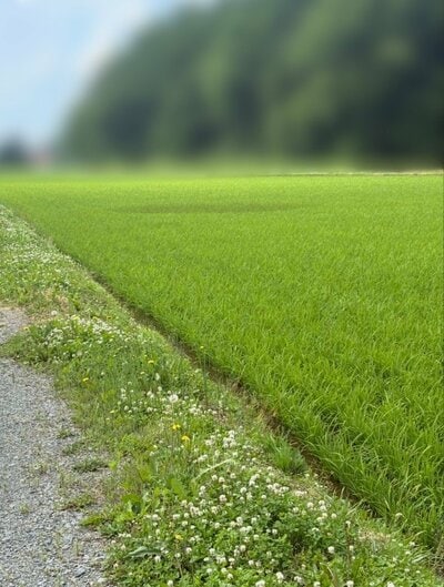 投稿の画像