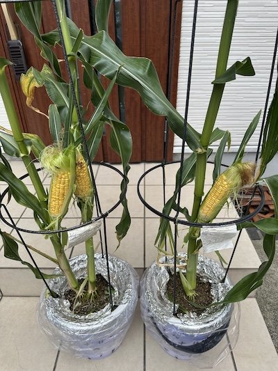 実をつけた野菜