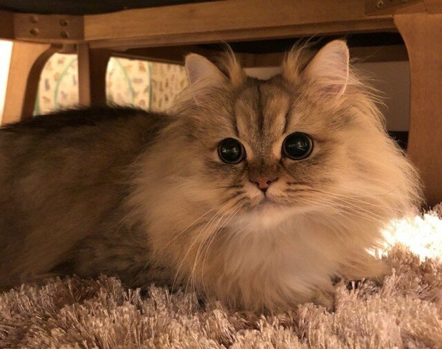【猫の無言の圧力】オヤツを要求？まっすぐ前を見据える猫の真剣な眼差しに笑ってしまう