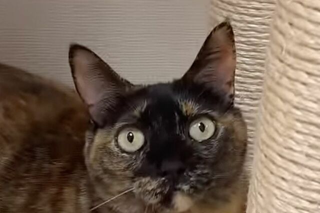 【これは笑うわ】忘れん坊の猫に大きな反響　「まさかの姿」に思わず目を疑う