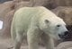 【神戸市立王子動物園】これが愛嬌たっぷりの「職人芸！」朝から「かまくら」作りに没頭するホッキョクグマの姿を公開（兵庫県）