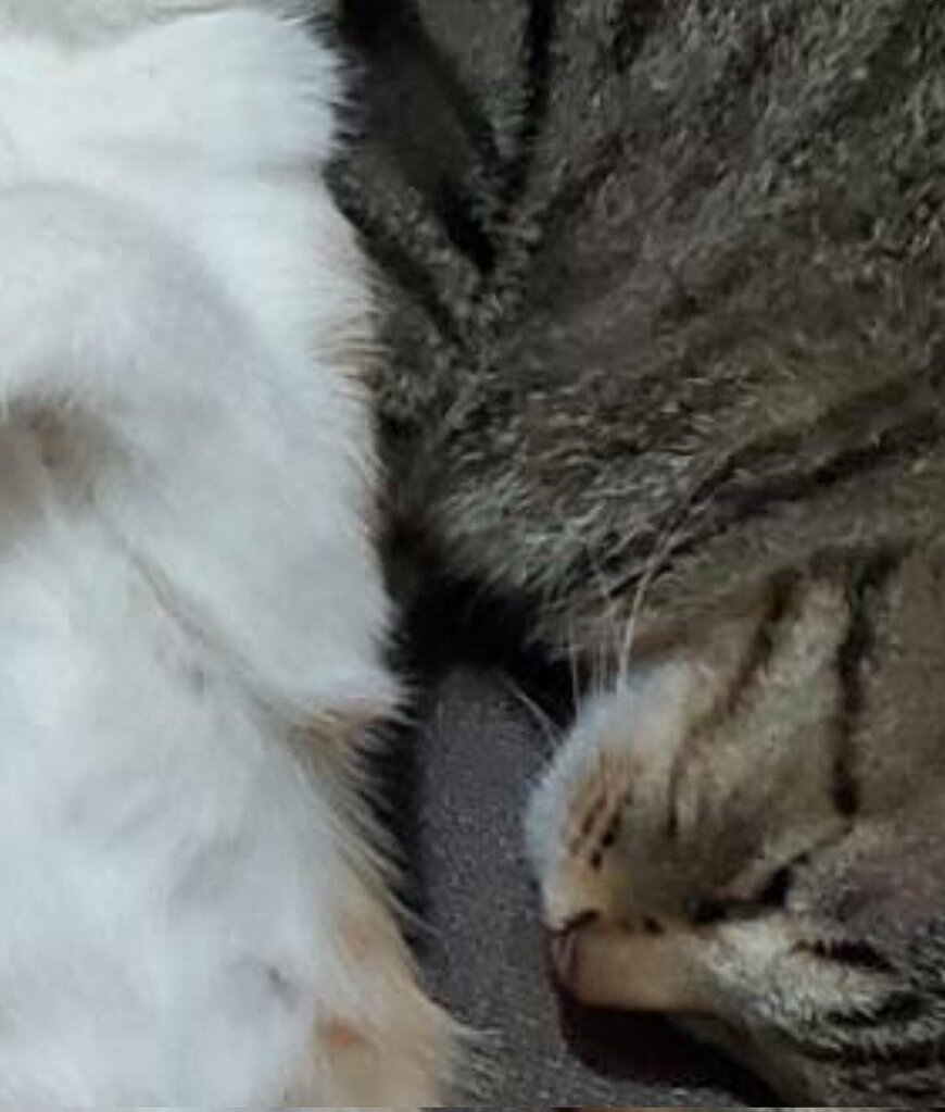 出所：@mero627puri914