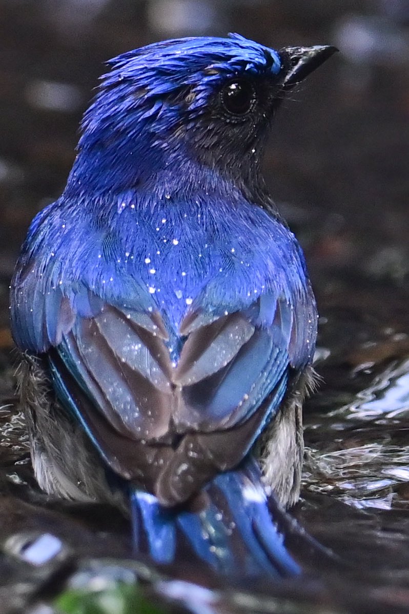 出所：@emuBitaki321