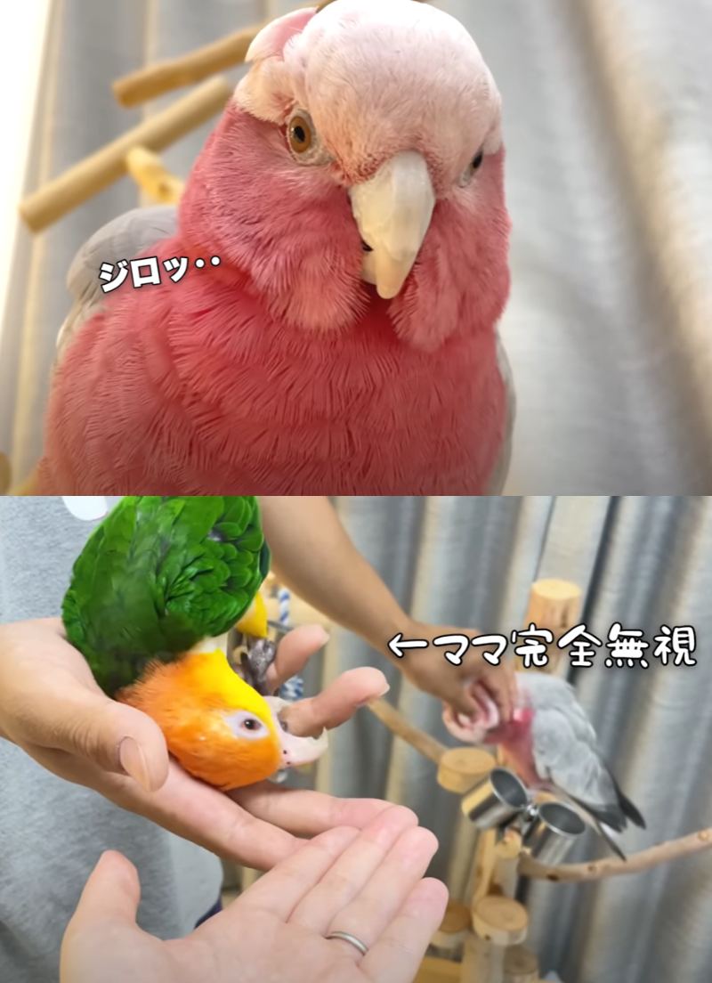 出所：@anz_omomiri