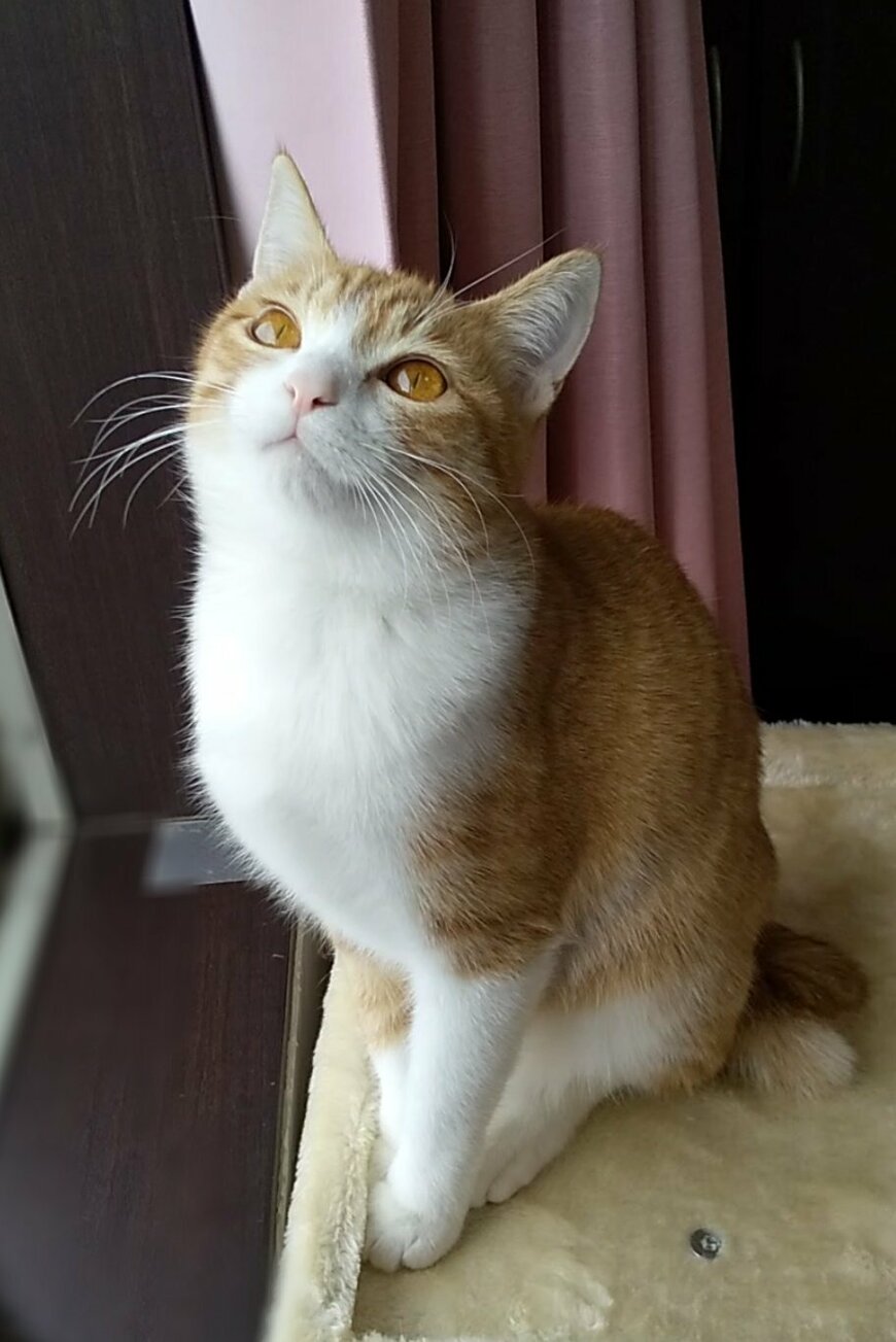 出所：@mero627puri914