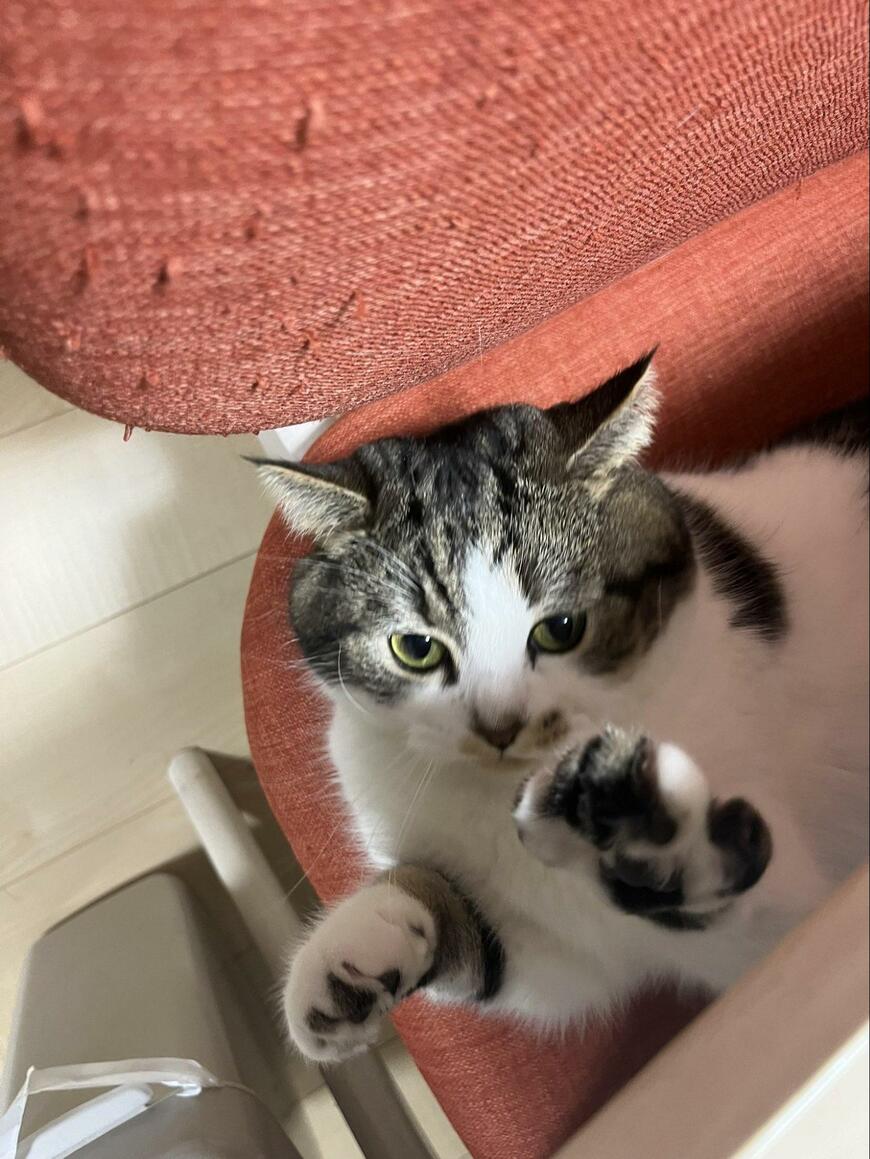 出所：@torotolo106106