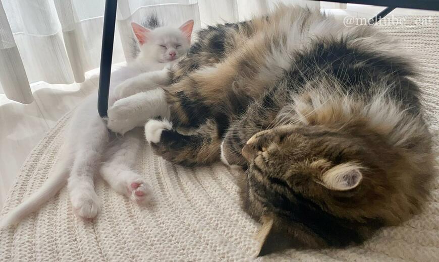 出所：@meltube_cat