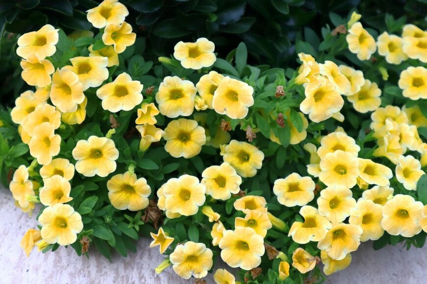 CoachRad/shutterstock.com