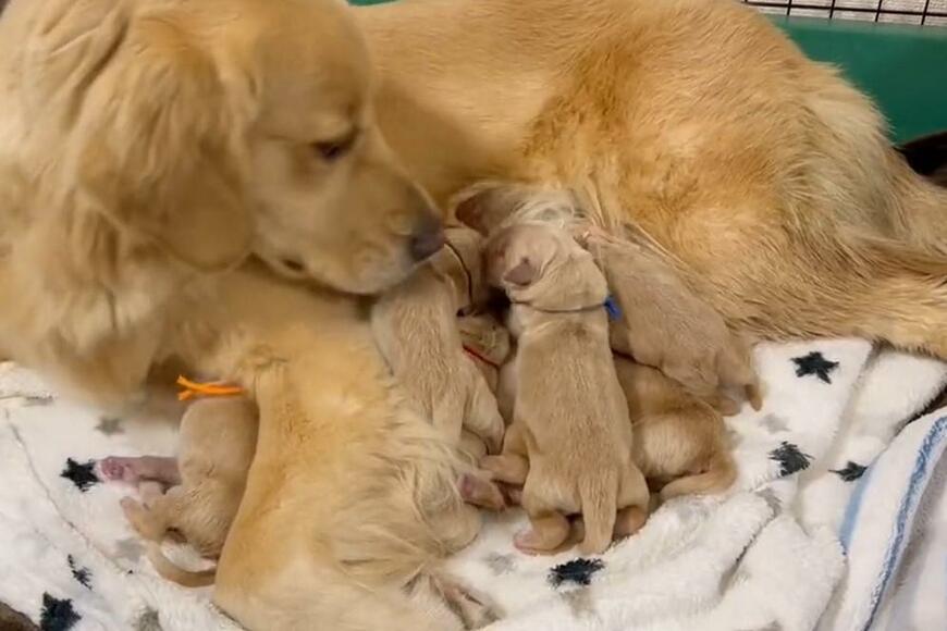 「涙が止まりません」出産を経た大型犬　懸命な姿に目頭が熱くなる