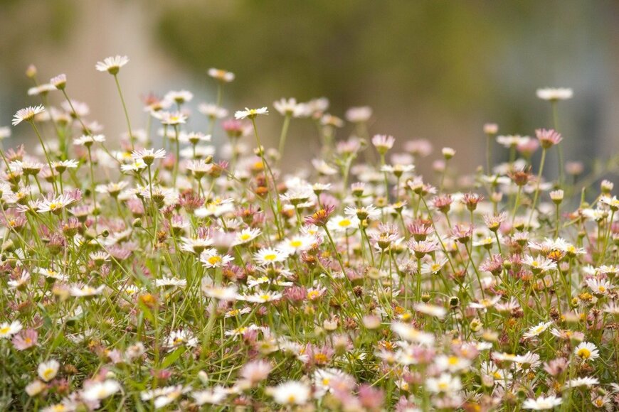 【ガーデニング】秋の庭に花があふれる〈グランドカバープランツ7選〉でまるで花畑！