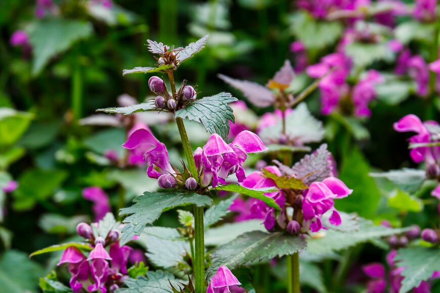 ラミウム（nnattalli/shutterstock.com）