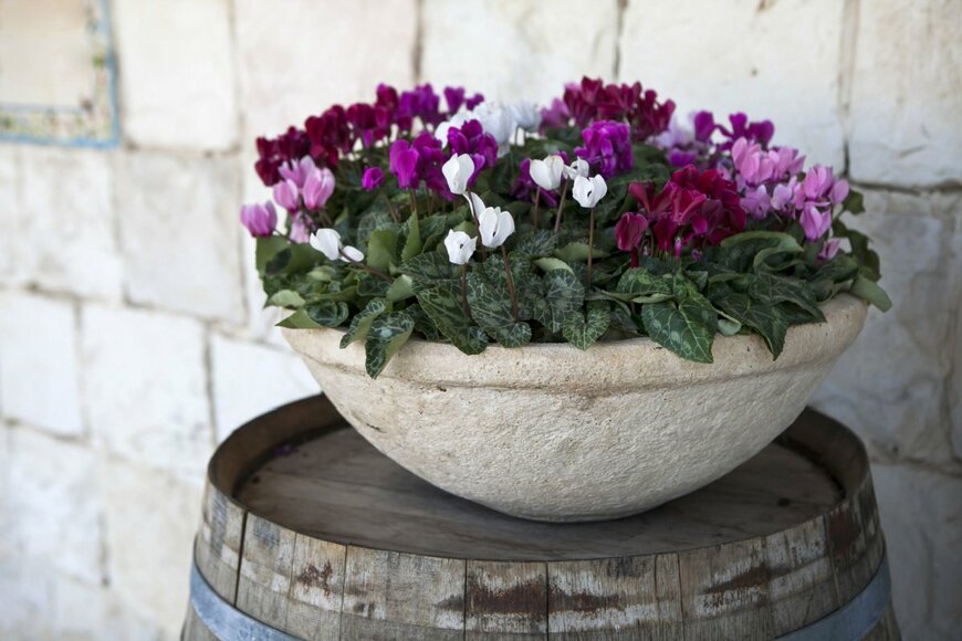 Elena Rostunova/shutterstock.com