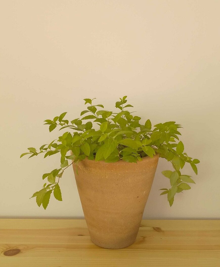 シモツケ（LIMO編集部）