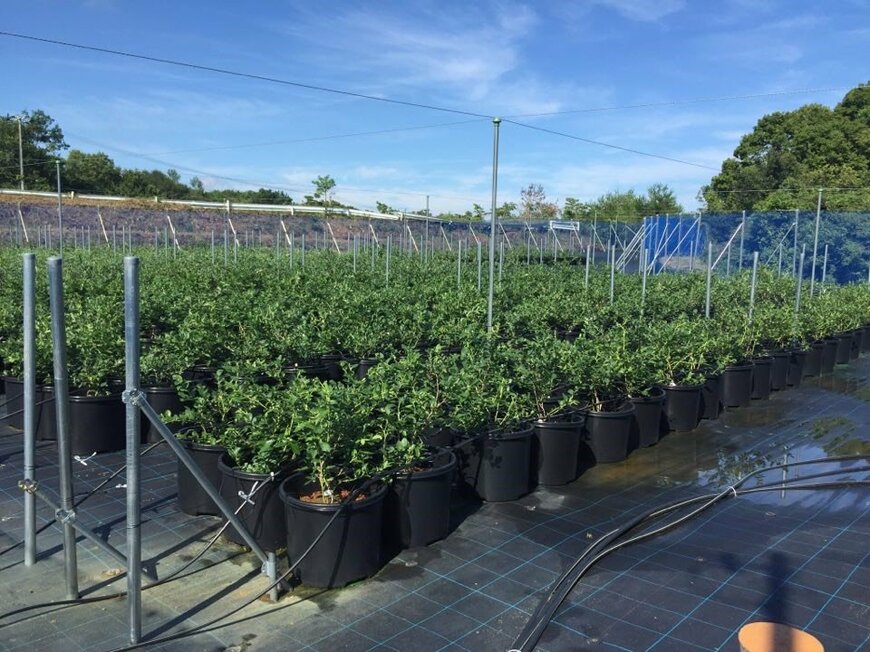 開墾した土地とブルーベリーのポット（資料提供：ブルーベリーヒル淡路）