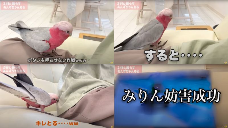 出所：@anz_omomiri