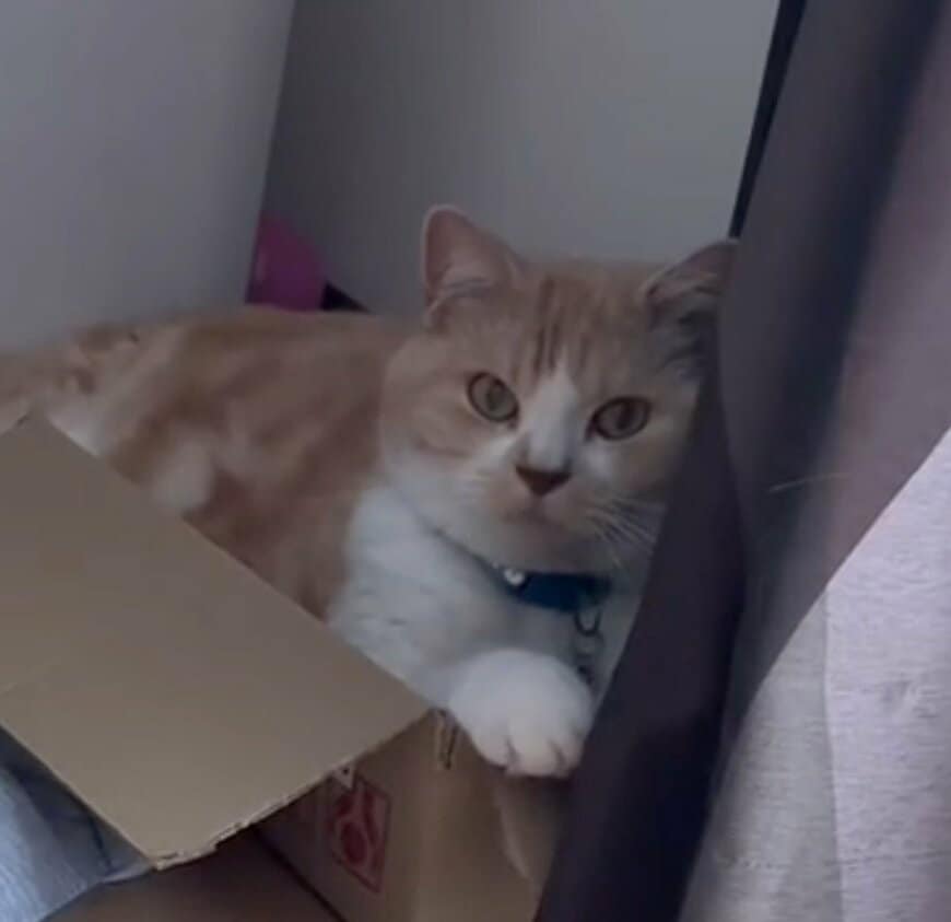 【まさか】猫と「にらめっこ」をしたら…意外な勝負の結果に思わず笑ってしまう