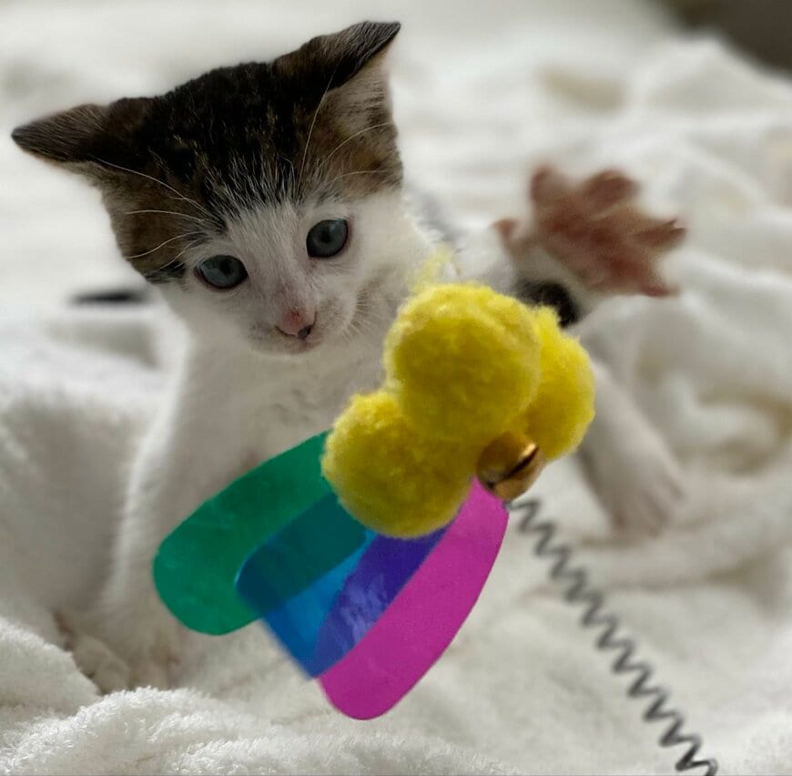 5年経っても同じ遊び方…子猫のころと変わらず、おもちゃに前足を伸ばす猫の姿に癒やされる