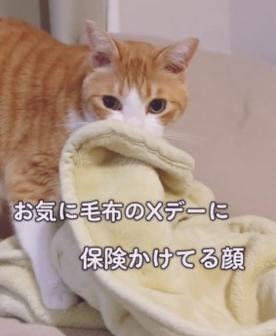 出所：@miko_nekoneko