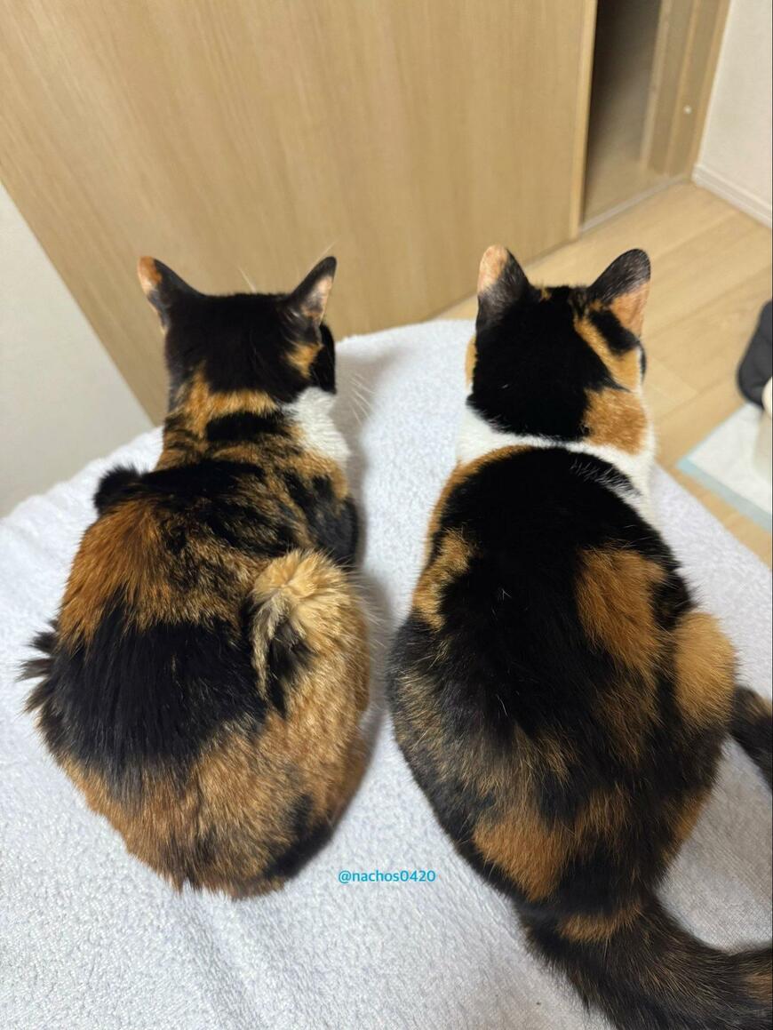 【猫の姉妹】2匹の猫ちゃんが一点を見つめる理由に「すごいな～」と感心の声！可愛らしい表情にも注目