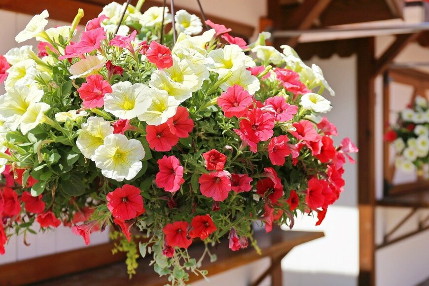 ペチュニア　　ChristinLola/istockphoto.com