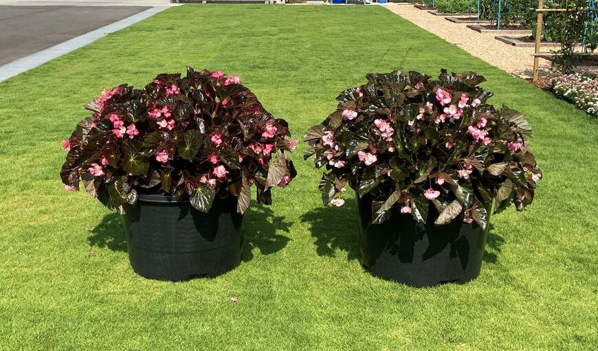 出所：サントリーフラワーズ　フォーカルポイント