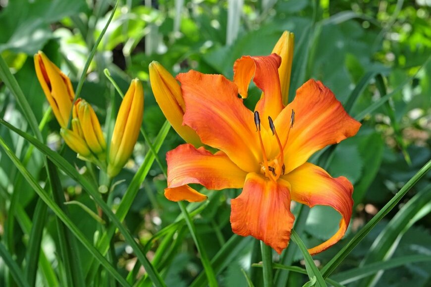 兵庫県の日なたの庭に「植えてよかった」植えっぱなしで真夏に花が咲く《夏に強い多年草》6選