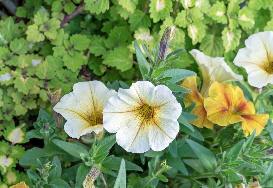 Valerii Maksimov/istockphoto.com