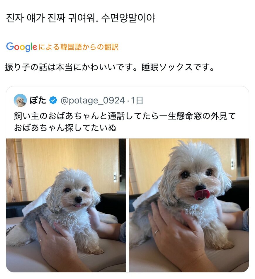 愛犬の写真を投稿し、韓国から届いた「睡眠ソックス」の一言…素敵な意味に思わず和む！