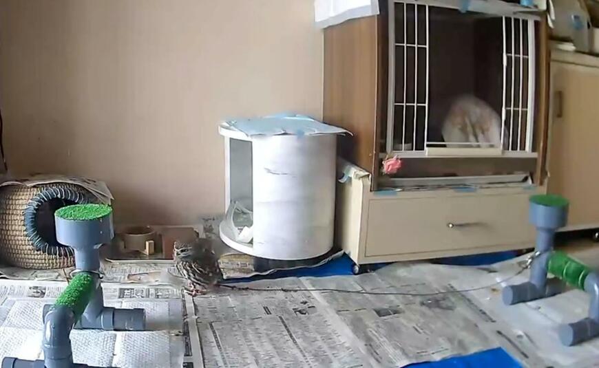 出所：@chimaki_anahori