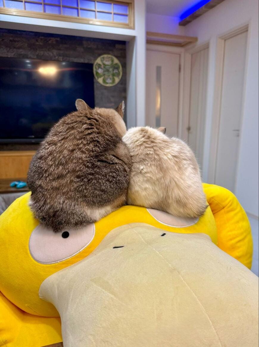 ポケモンのぬいぐるみに乗る2匹の元保護猫　「みちみち」に寄り添う姿にほっこりする人が続出