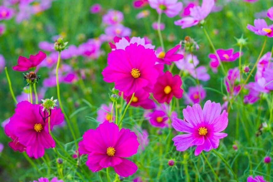 pixynook/istockphoto.com