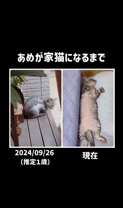 【野良だった猫さんが家猫になるまで】飼い主さんに甘える姿がとってもかわいい！