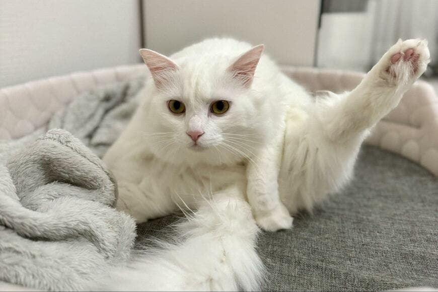 出所：@meltube_cat