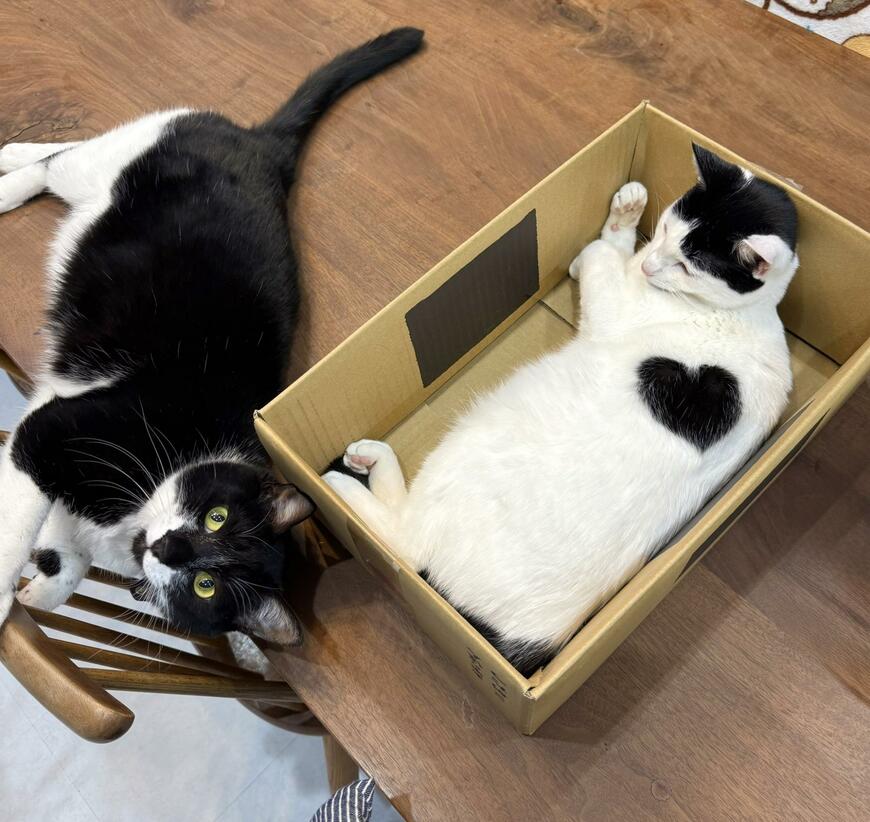 出所：@omochi_nam01