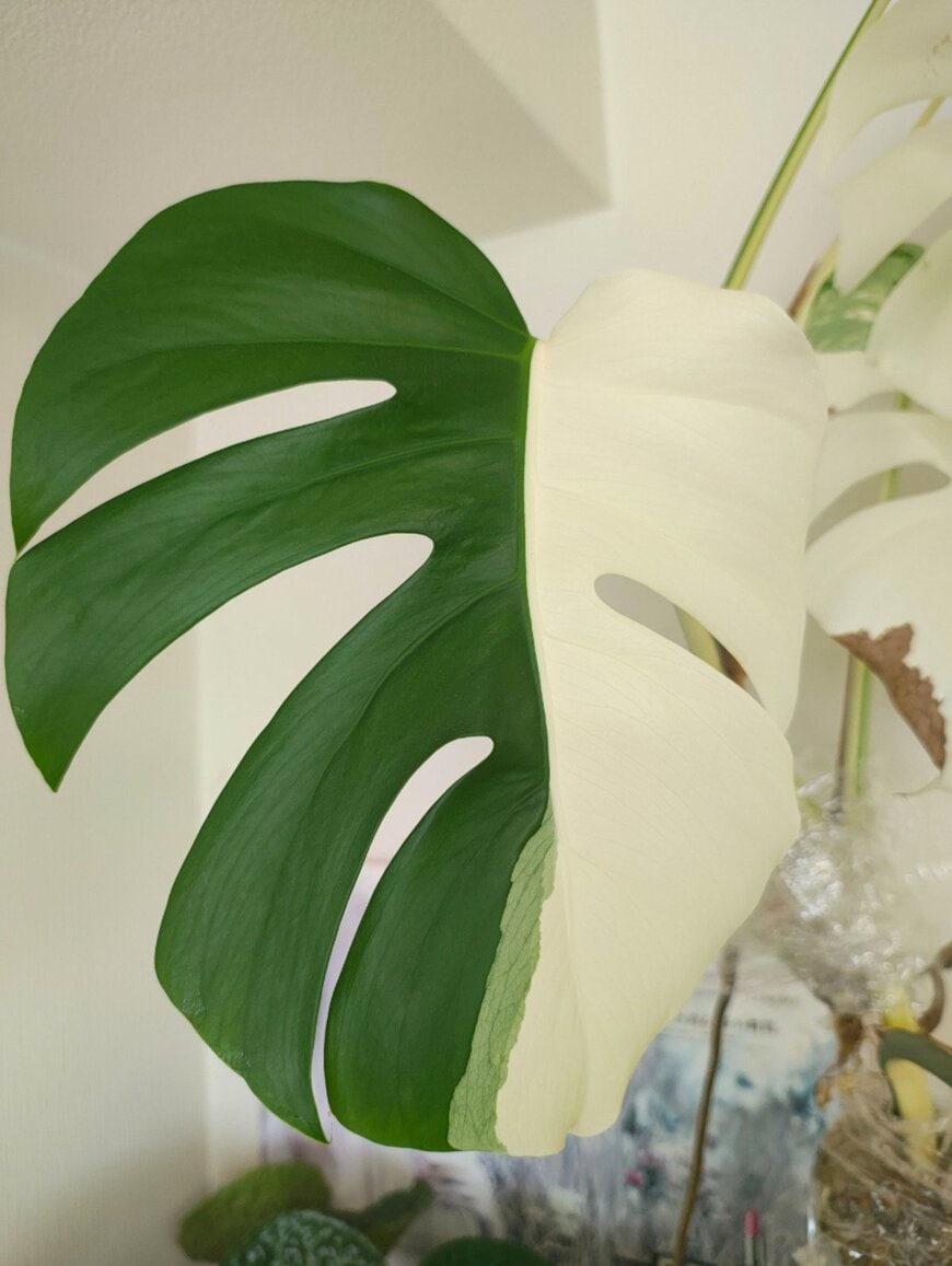 「植物好きの妻」が育てる“グリーン×ホワイト”のモンステラ　美しい葉の状態に「素敵です！」